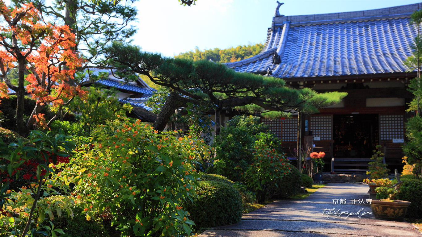 京都正法寺 センリョウと本堂 壁紙