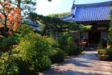 京都正法寺 センリョウと本堂