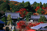 錦秋の楊谷寺堂宇