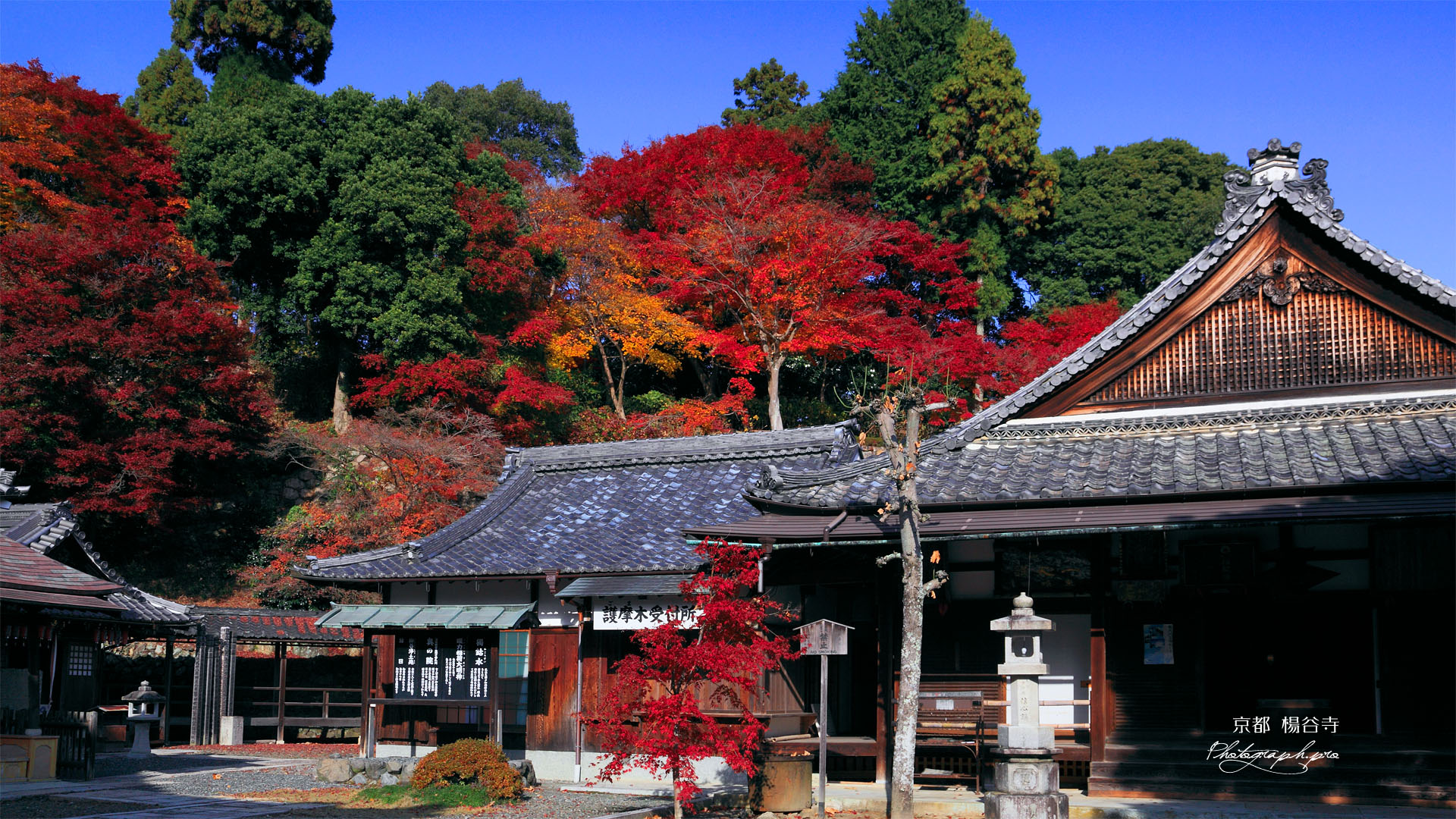 楊谷寺阿弥陀堂と紅葉