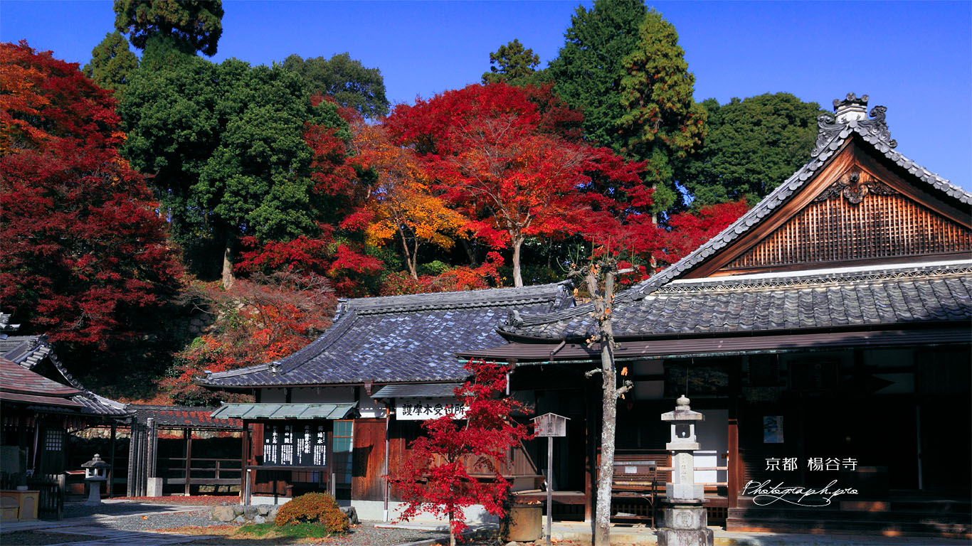 楊谷寺阿弥陀堂と紅葉 壁紙