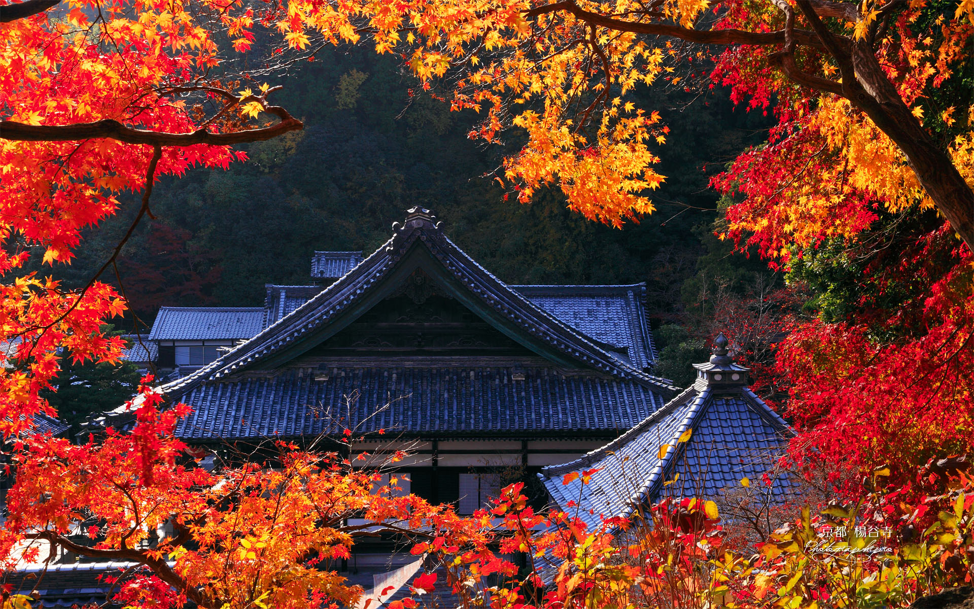 モミジ越しの楊谷寺本堂