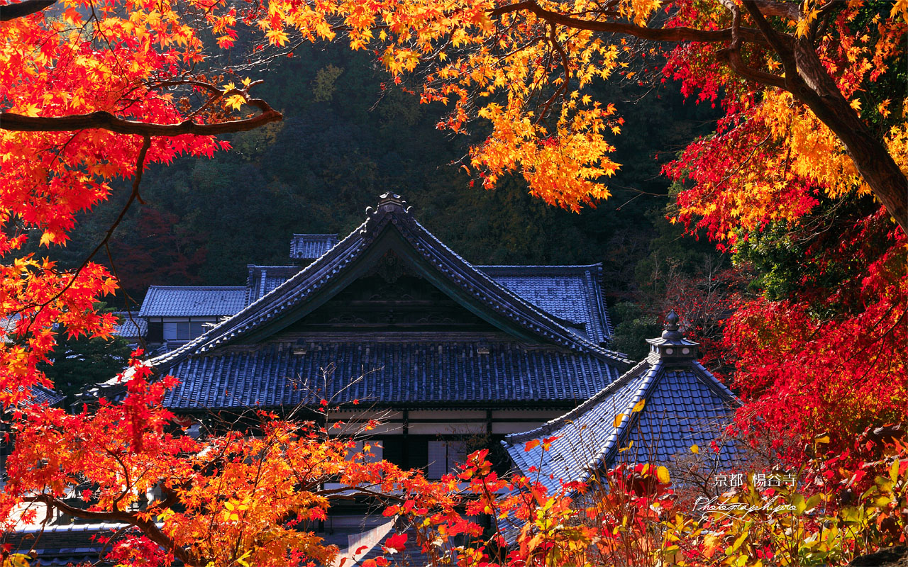 モミジ越しの楊谷寺本堂 壁紙