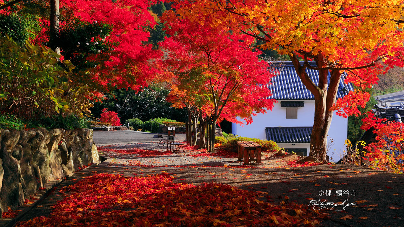 紅葉の楊谷寺参道と寺宝庫 壁紙