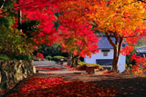 紅葉の楊谷寺参道と寺宝庫