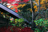 楊谷寺回廊と紅葉