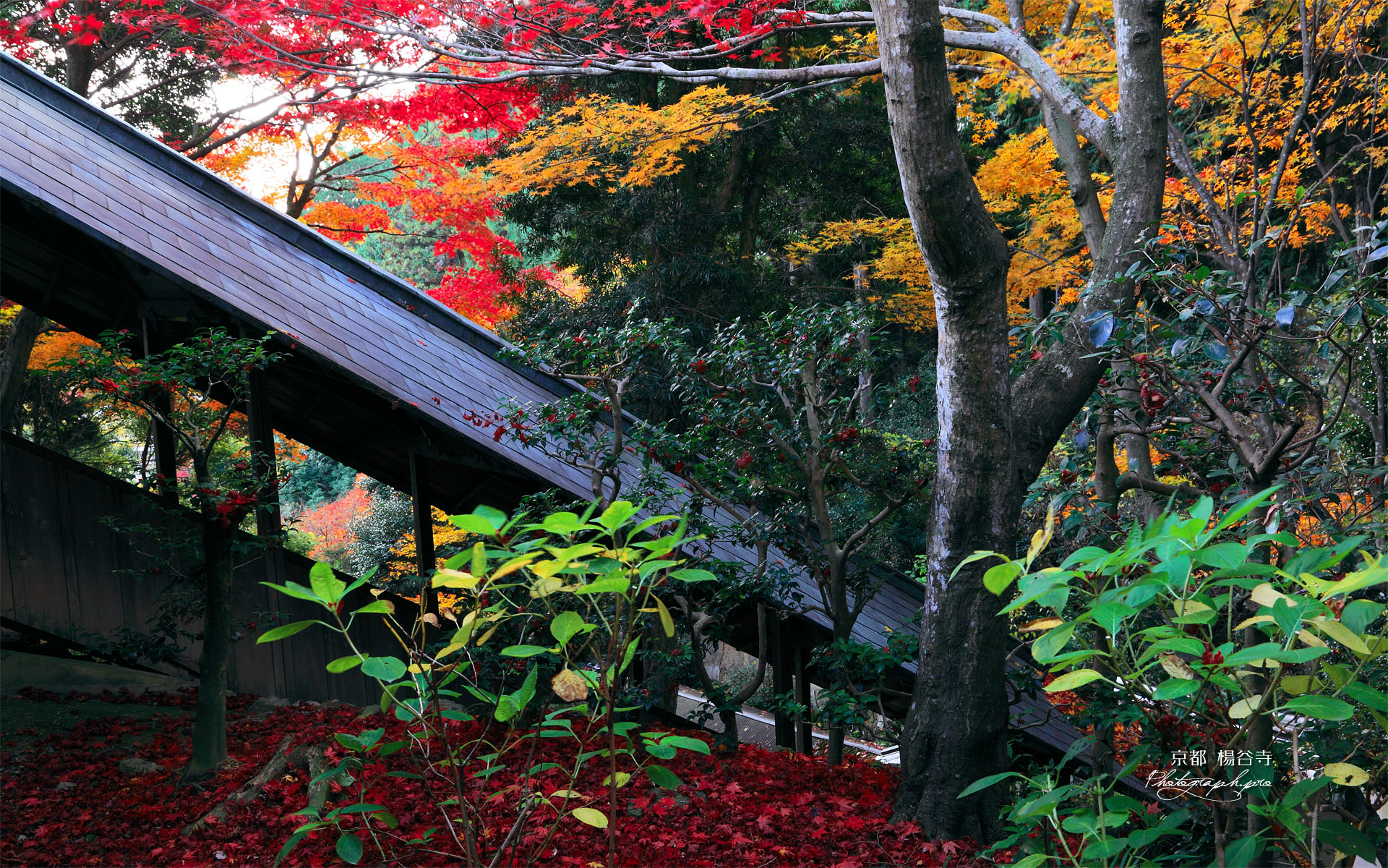 楊谷寺回廊と紅葉