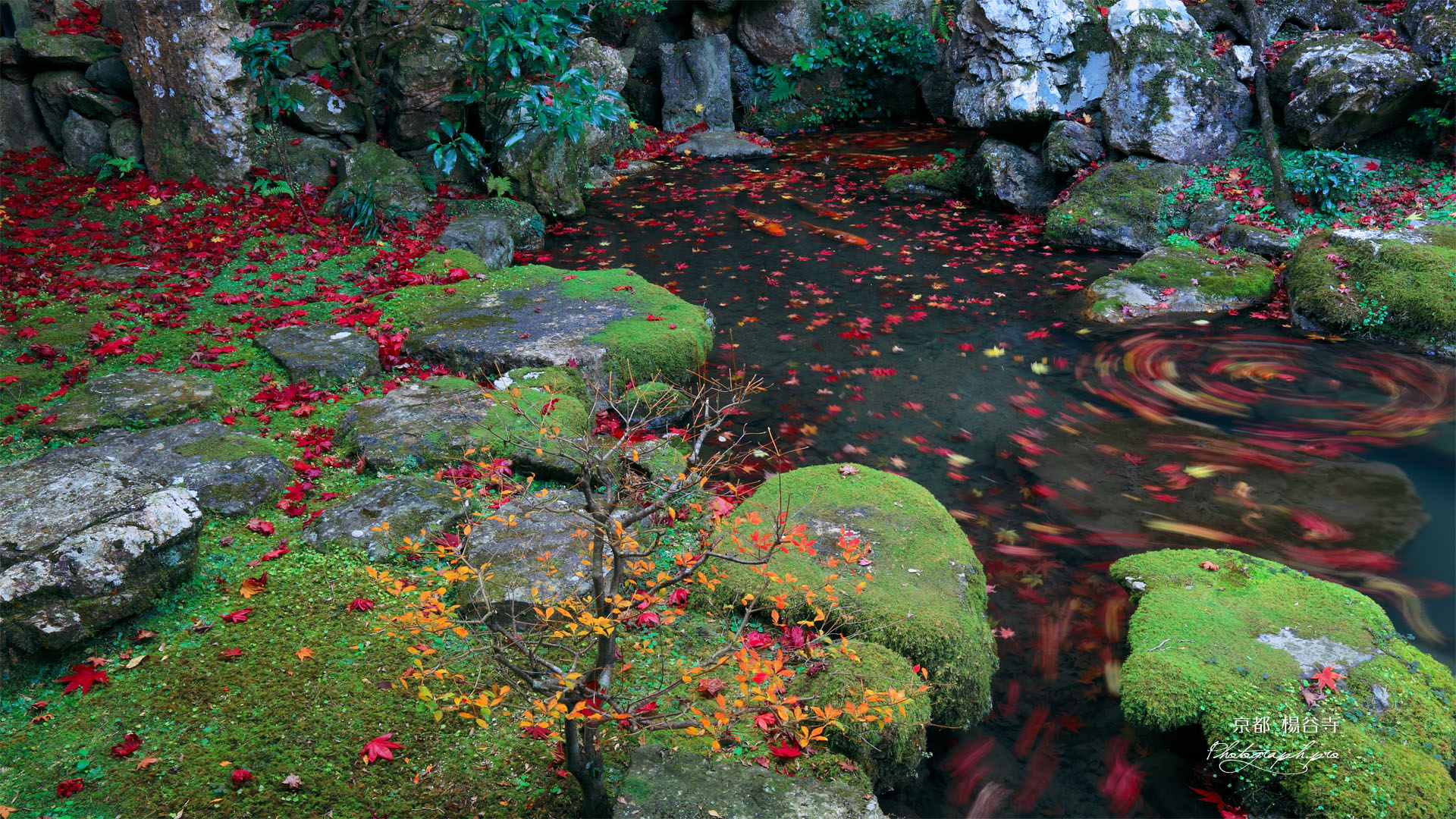 楊谷寺浄土苑の散り紅葉
