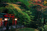 京都野宮神社 紅葉の白福稲荷社