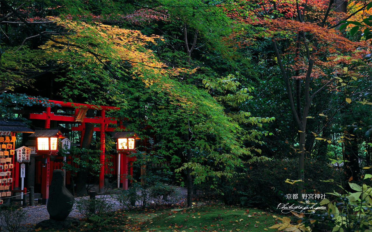 京都野宮神社 紅葉の白福稲荷社 壁紙