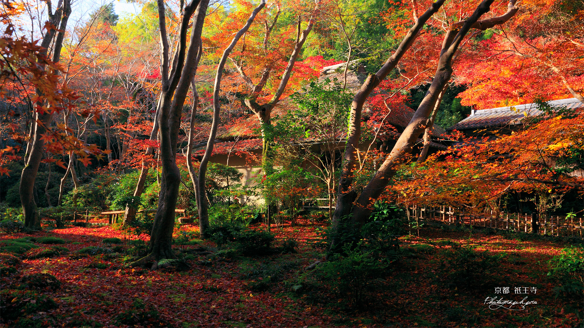 祇王寺 紅葉越しの本堂