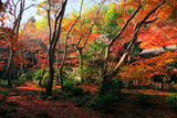 祇王寺 紅葉越しの本堂