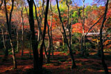 祇王寺 楓越しの小倉山