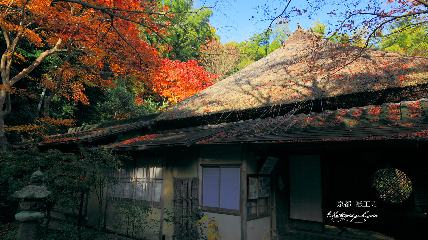祇王寺 紅葉と吉野窓 壁紙