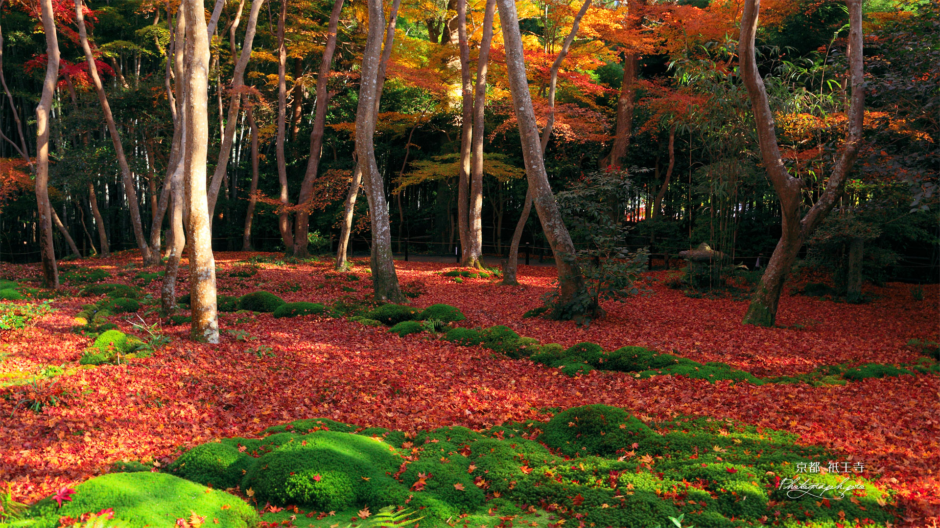 祇王寺 苔庭の散り紅葉