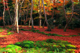 祇王寺 苔庭の散り紅葉