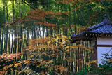 滝口寺 紅葉と竹林