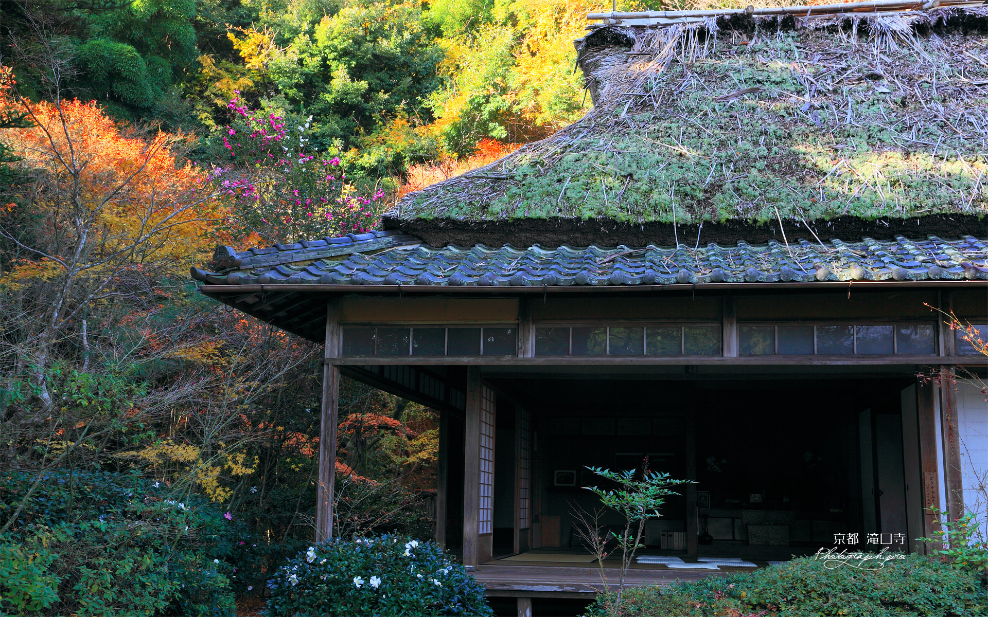 滝口寺 錦秋の本堂