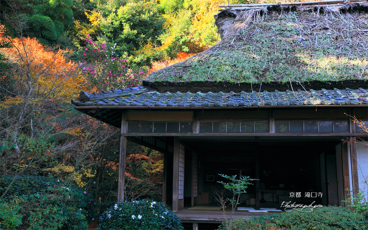 滝口寺 錦秋の本堂 壁紙