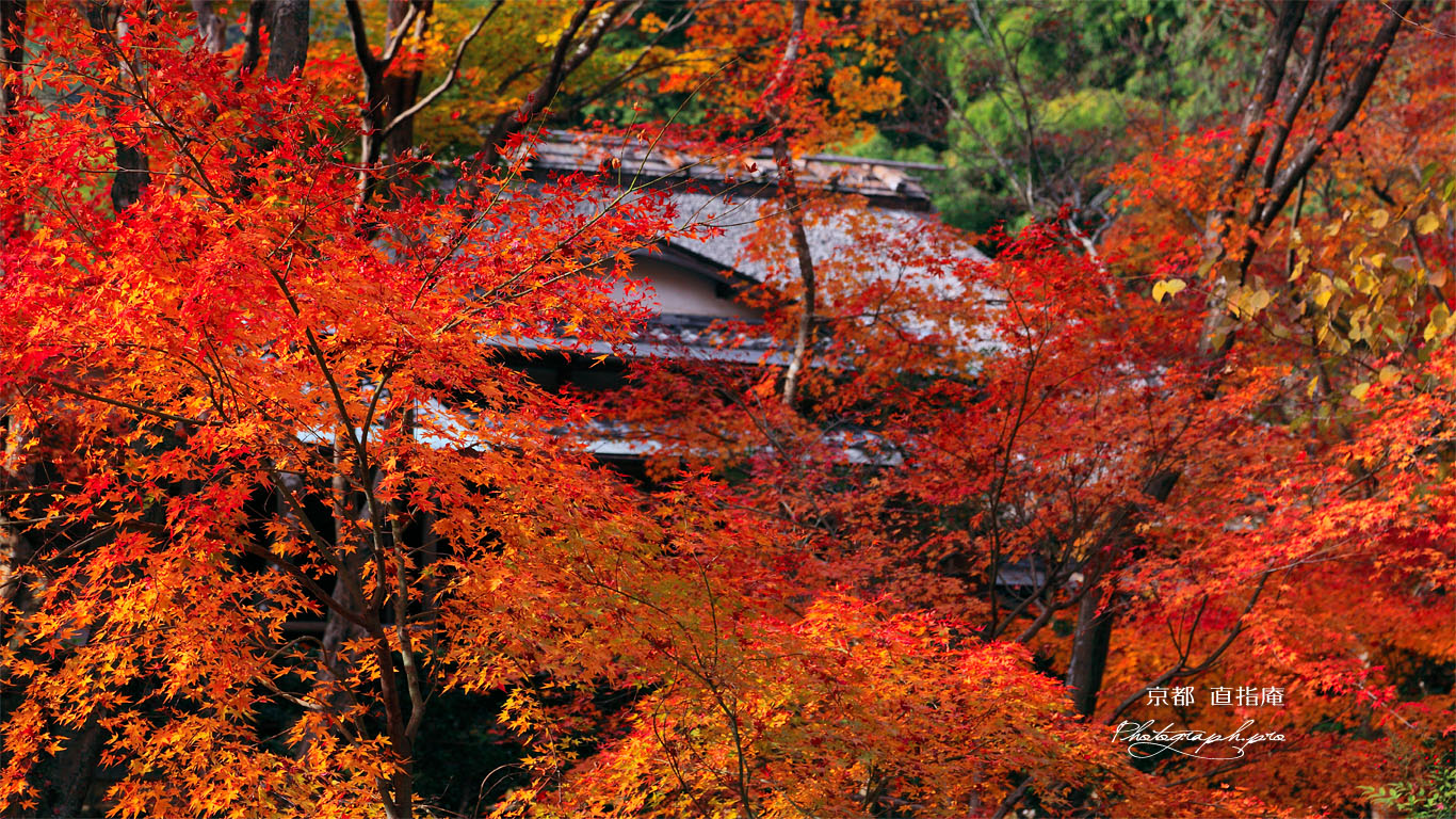 紅葉越しの京都直指庵 壁紙