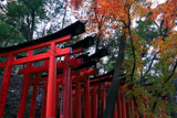 伏見稲荷大社 お山の鳥居と紅葉
