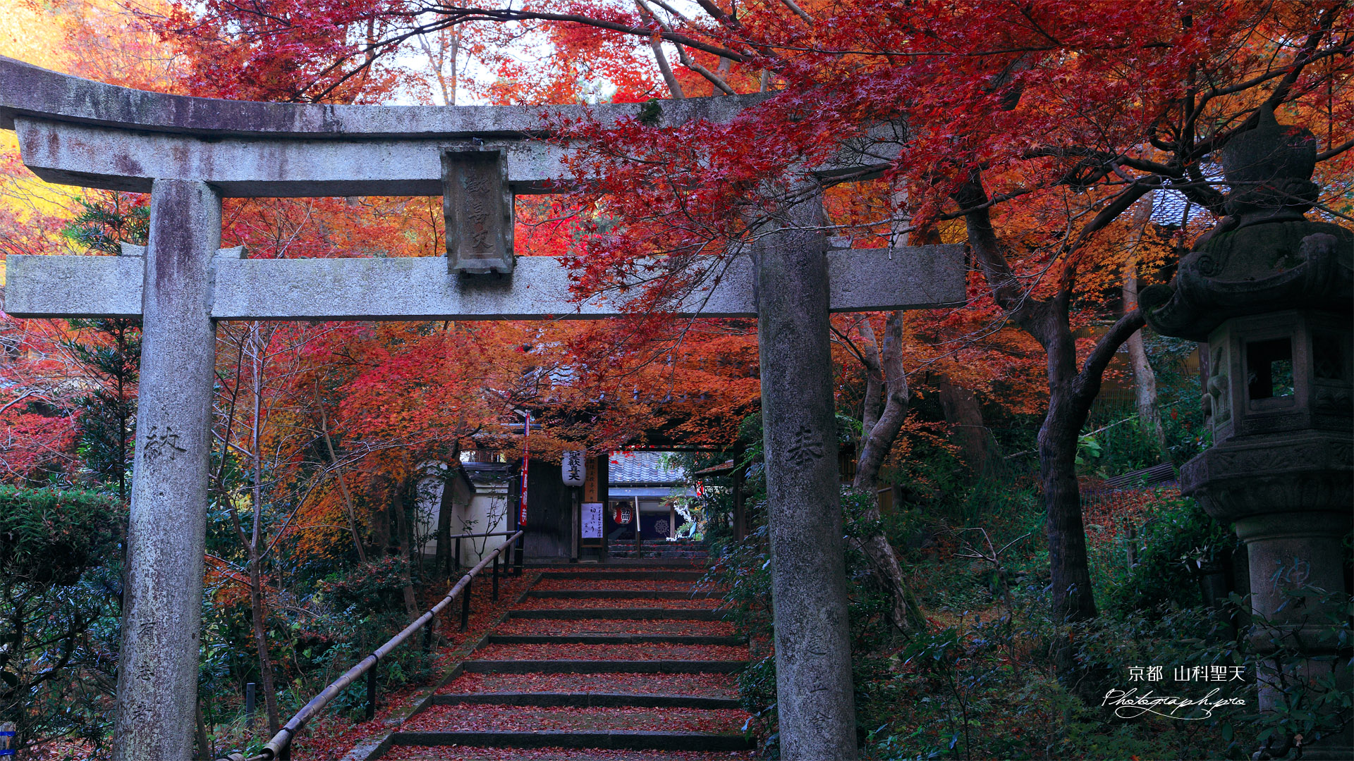 山科聖天 鳥居と紅葉