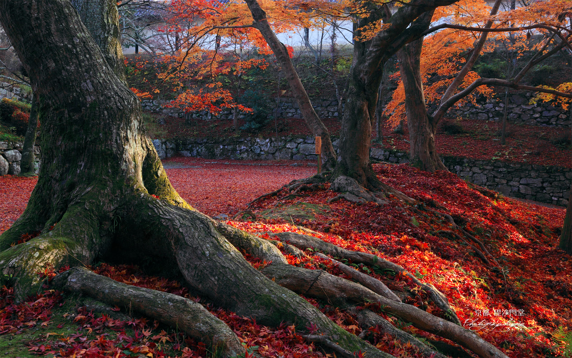 京都毘沙門堂 根っ子に散り紅葉
