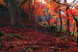 京都毘沙門堂 紅葉と参道の石垣