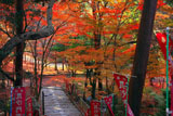毘沙門堂 仁王門からの紅葉
