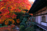 毘沙門堂 紅葉の晩翠園と宸殿