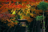 岩船寺山門の紅葉