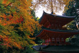 紅葉と岩船寺三重塔