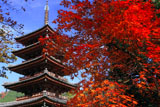 紅葉と海住山寺五重塔