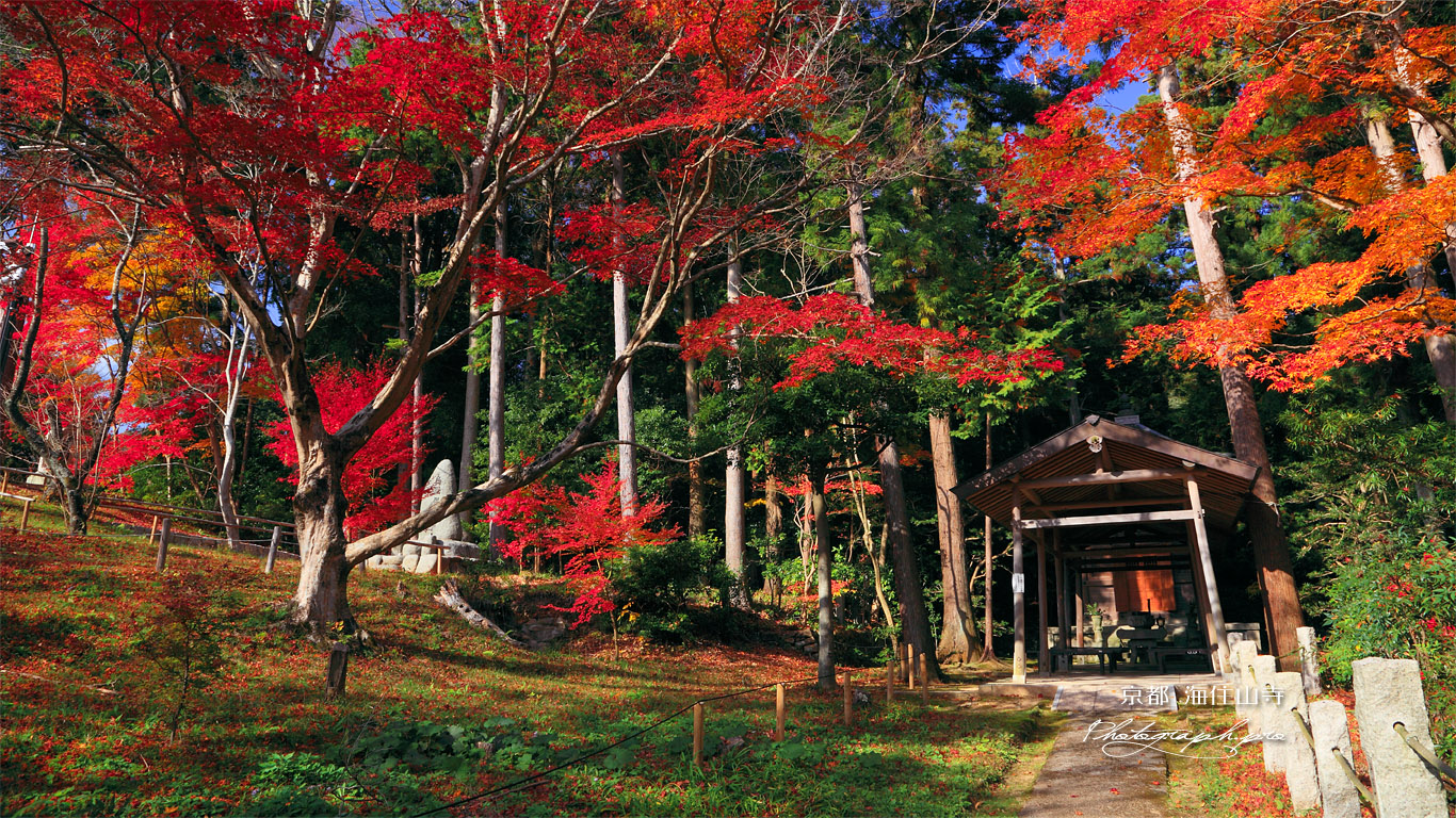 紅葉の海住山寺納骨堂 壁紙