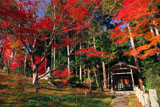 紅葉の海住山寺納骨堂
