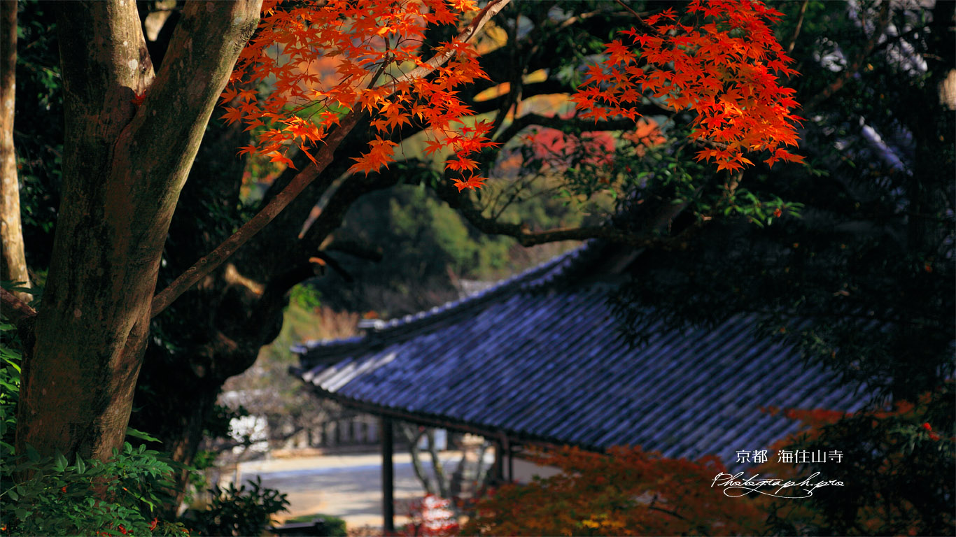 紅葉と海住山寺本堂 壁紙