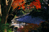 紅葉と海住山寺本堂