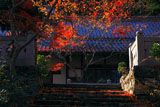 正法寺（和束） 紅葉と書院