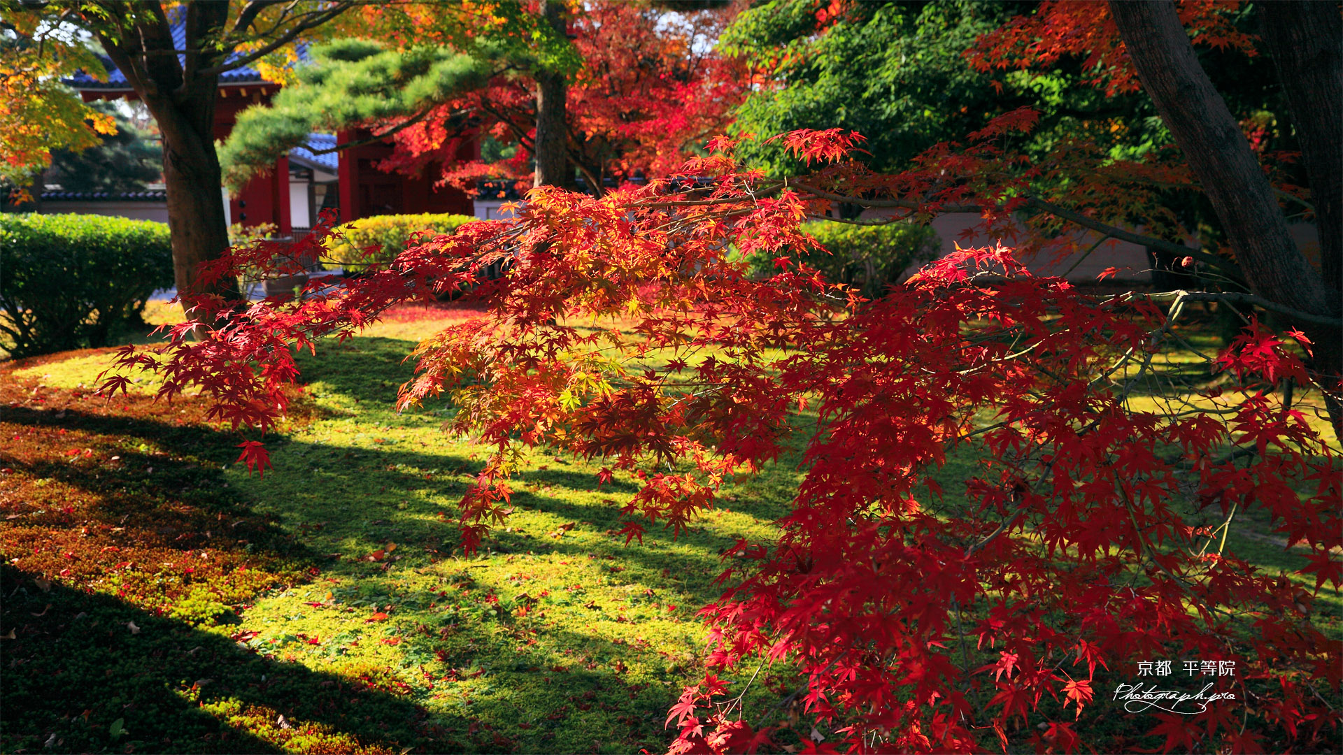 平等院 紅葉と表門