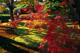 平等院 紅葉と表門