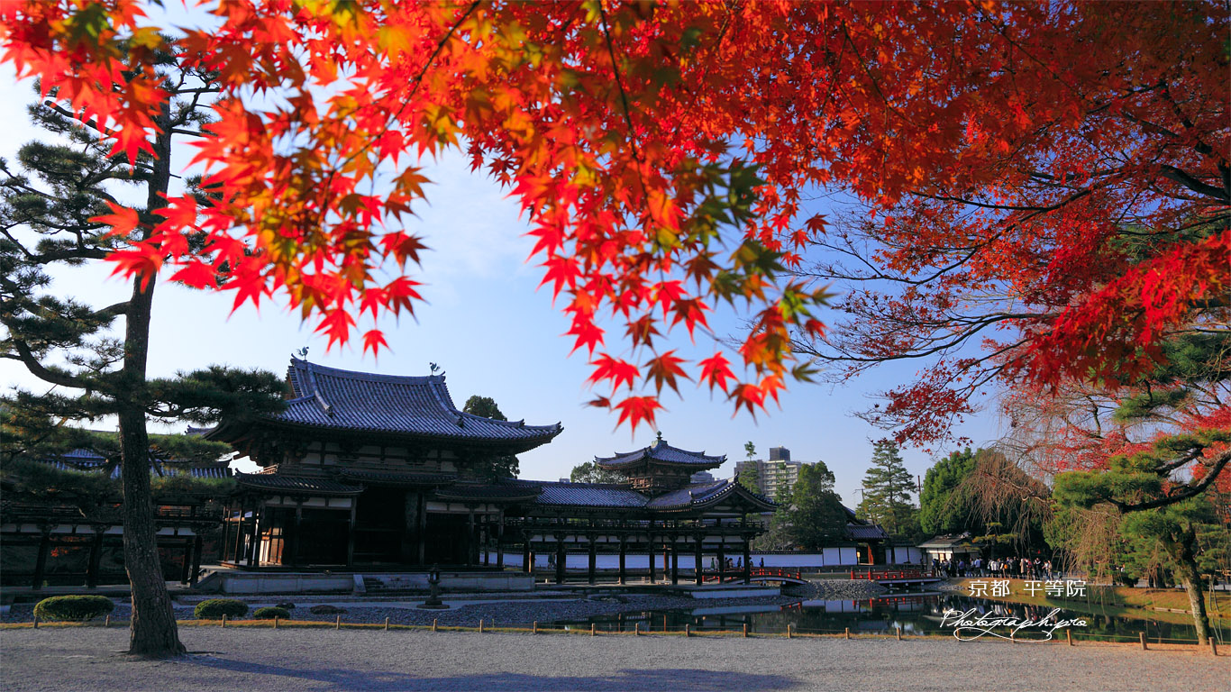 平等院 紅葉と鳳凰堂 壁紙