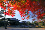 平等院 紅葉と鳳凰堂
