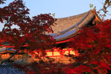 平等院 紅葉と鳳凰堂中堂の鳳凰像