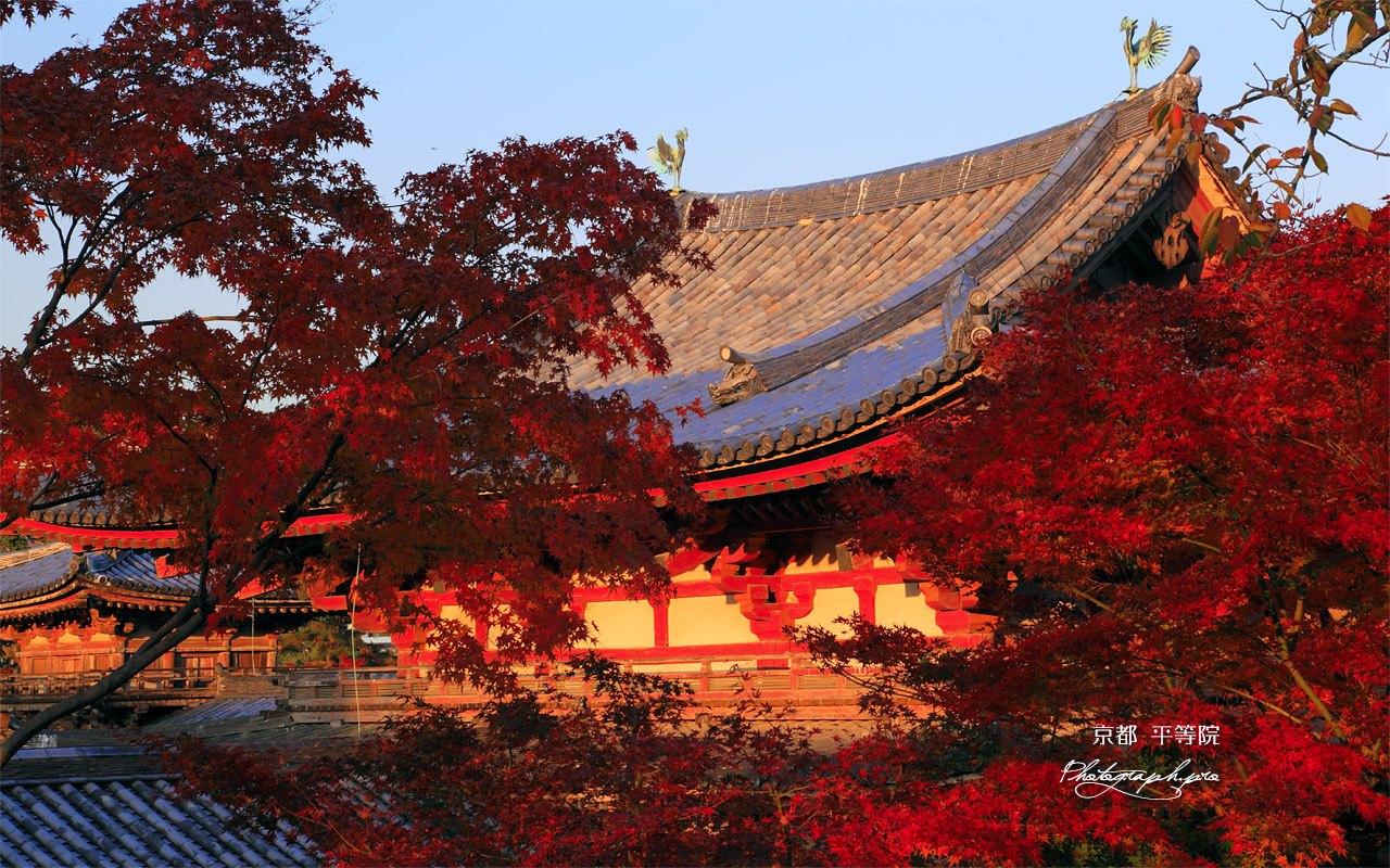 平等院 紅葉と鳳凰堂中堂の鳳凰像 壁紙
