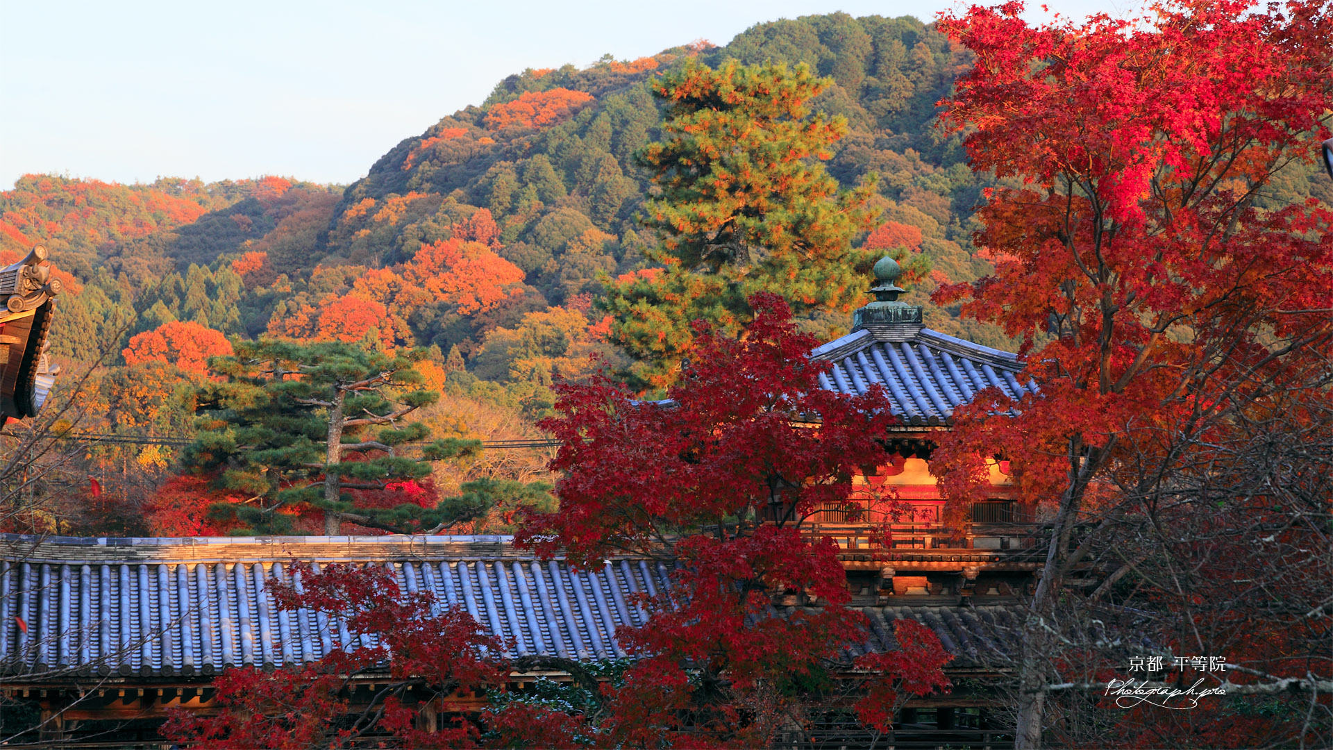 宇治浄土院からの紅葉と平等院鳳凰堂
