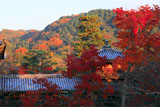 宇治浄土院からの紅葉と平等院鳳凰堂