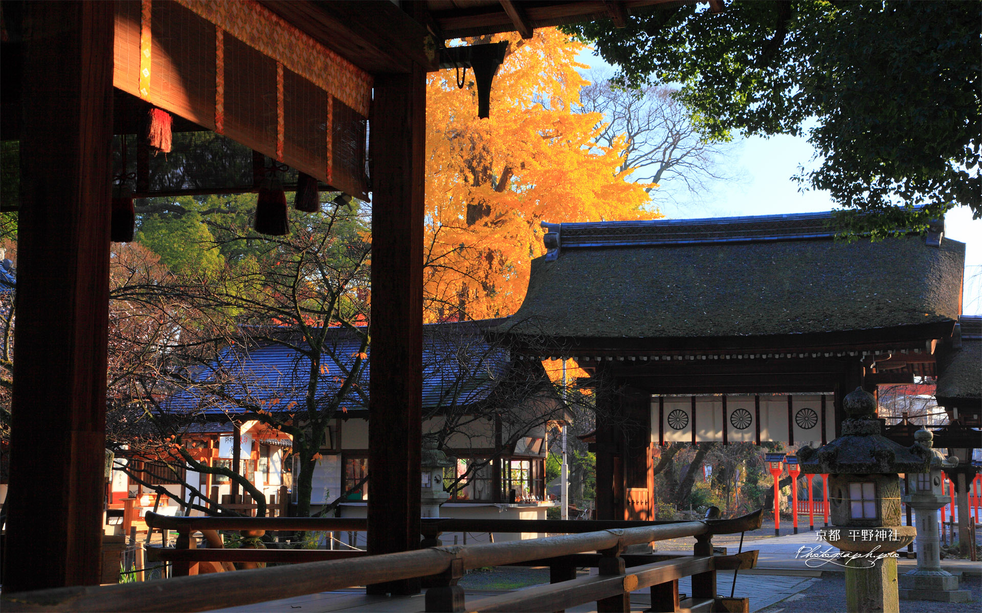 平野神社 拝殿越しに銀杏の黄葉