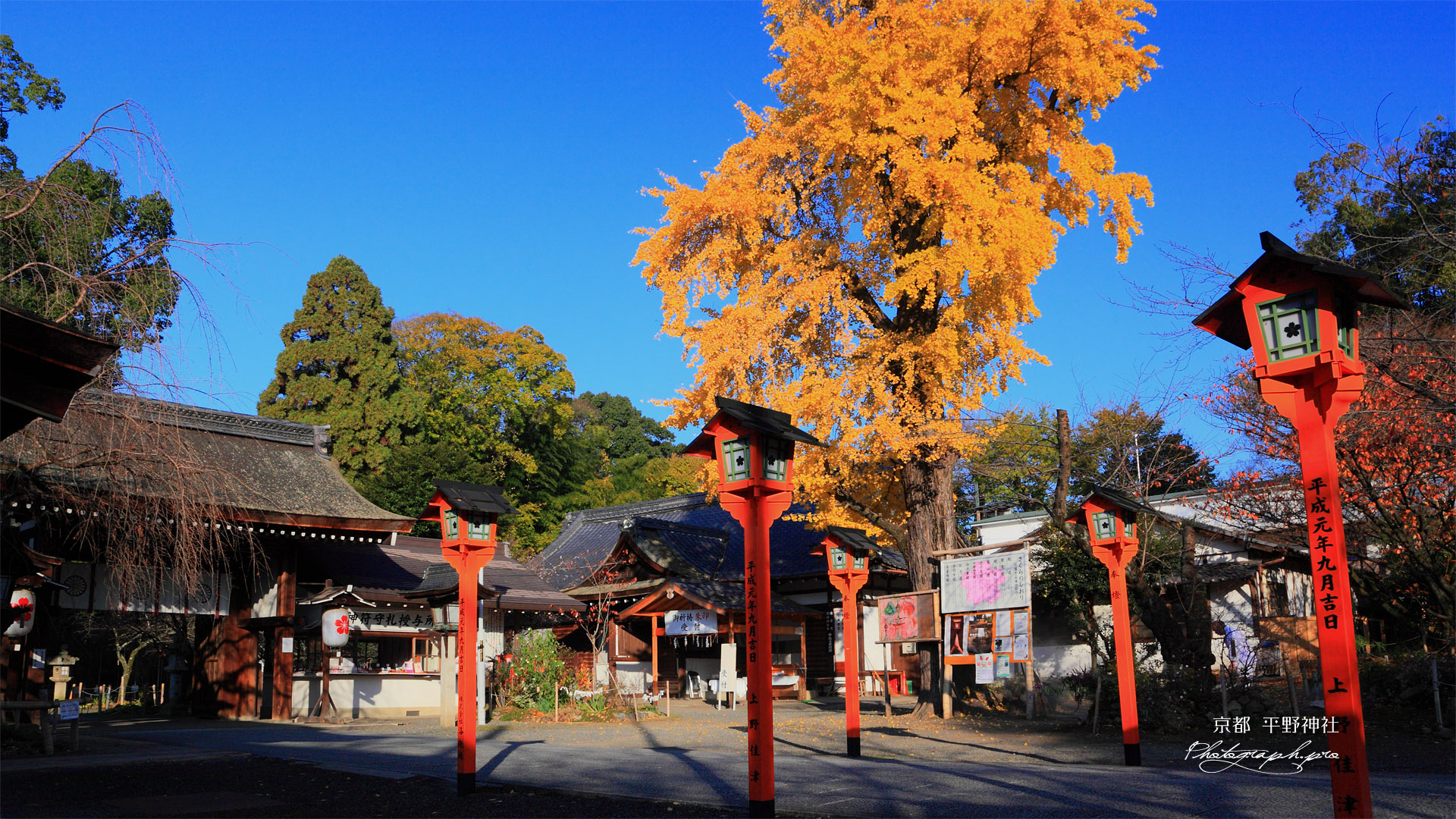 平野神社 燈籠とイチョウの黄葉