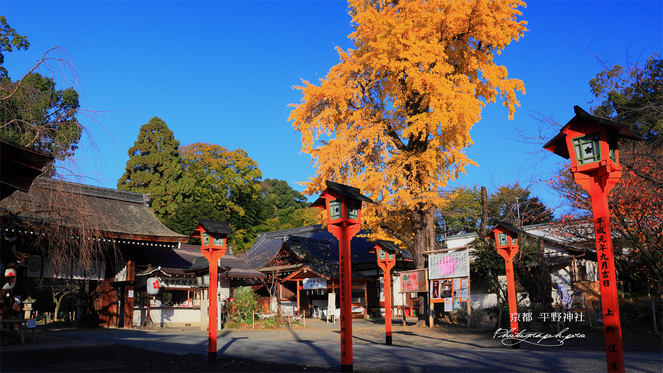 平野神社 燈籠とイチョウの黄葉 壁紙