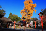 平野神社 燈籠とイチョウの黄葉